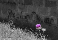 Purple in Black and White