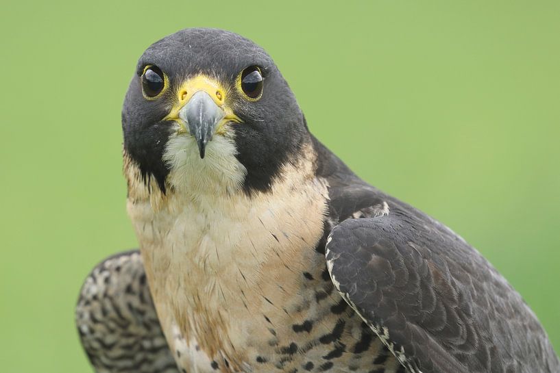 Peregrine Falcon (Falco peregrinus) by Ronald Pol