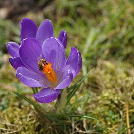 Crocus violet avec une abeille au printemps sur Karsten Mücke