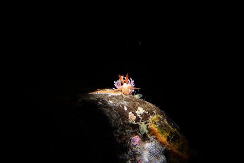 Violette Facelinidae (Facelina sp.) Meeresschnecke, Tulamben, Bali, Indonesien