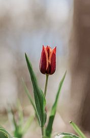 Tulip by Tessa in Focus