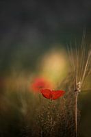 Poppys