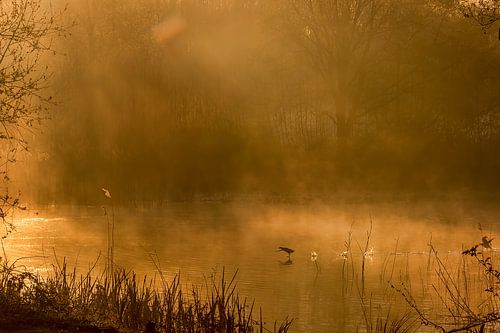 Golden morning