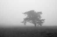 Einsamer Baum im Nebel von Cor de Hamer Miniaturansicht