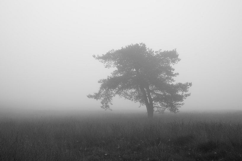 Eenzame boom in de mist van Cor de Hamer