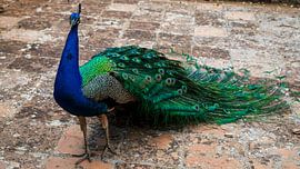 Beautiful peacock rooster on medieval red-brick tiles. by Marjolein Zijlstra