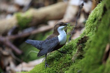 Wasseramsel Deutschland von Frank Fichtmüller