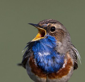 Blauwborstje van Anton Kloof