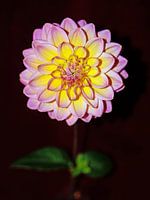 DAHLIA ROZE OP STEEL