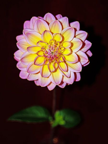 DAHLIA PINK ON STEM by Henriette Tischler van Sleen