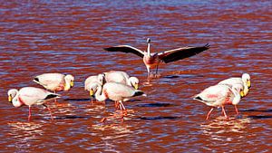Die Flamingos der Laguna Colorada