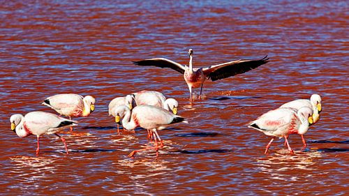 The flamingos of Laguna Colorada