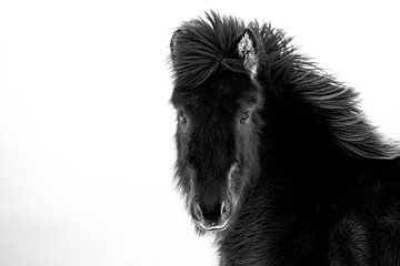 Cheval noir islandais. sur Ron van der Stappen