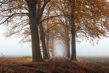 Avenue of Trees Herbstnebel Drunen von Zwoele Plaatjes