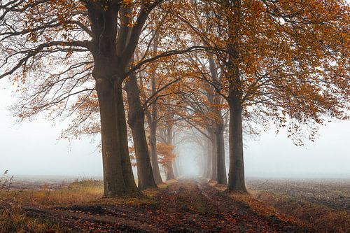 Bomenlaan Herfst Mist Drunen