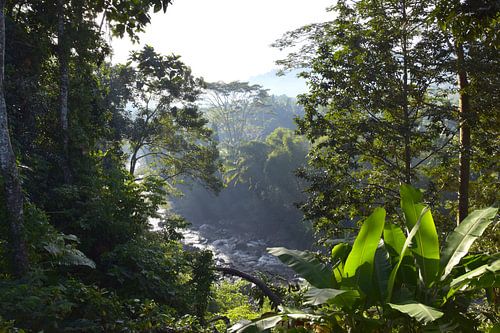 Vue de la jungle
