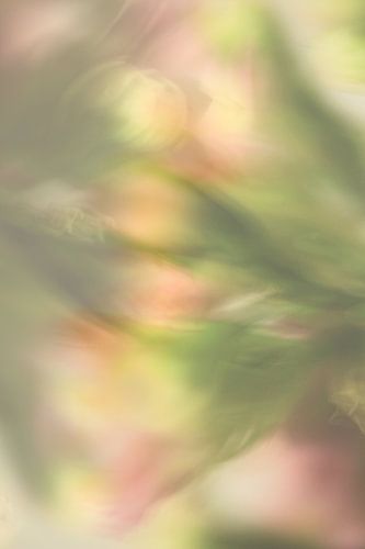 Abstracte fotografie | Fine Art Nature | Bloemen