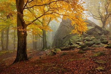 Autumn forest, Daniel Řeřicha by 1x