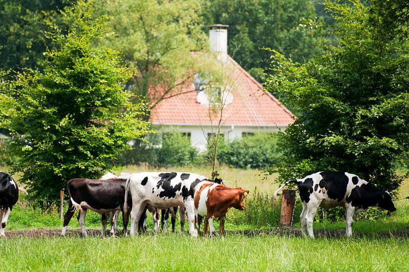 Kühe in den Wäldern bei Lage Vuursche von Ivonne Wierink