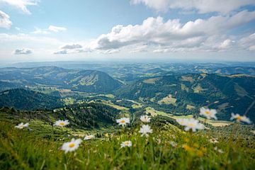 Blumige Aussicht vom Hochgrat auf Oberstaufen von Leo Schindzielorz