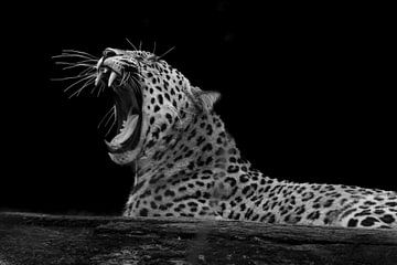 Gapende panter (luipaard) | Afrika | Zwart wit