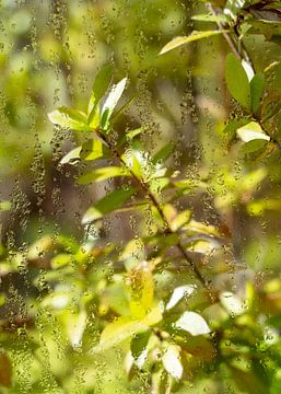 Groeiende planten achter glas van LyanneArt