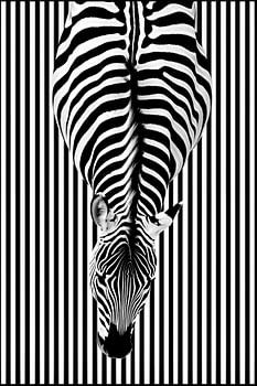 Zebra from above | Abstract minimalist stripe design in black and white