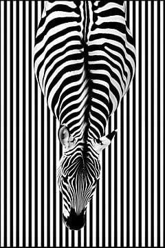 Zebra van bovenaf | Abstract minimalistisch streepdesign in zwart en wit van Frank Daske | Foto & Design