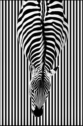 Zebra from above | Abstract minimalist stripe design in black and white