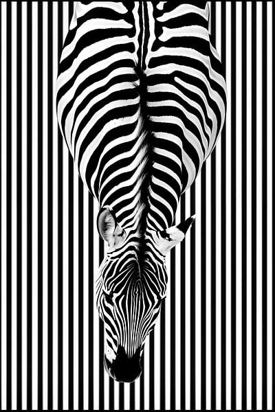 Zebra van bovenaf | Abstract minimalistisch streepdesign in zwart en wit van Frank Daske | Foto & Design