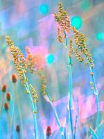 Summer flowers in front of a blurred colourful background