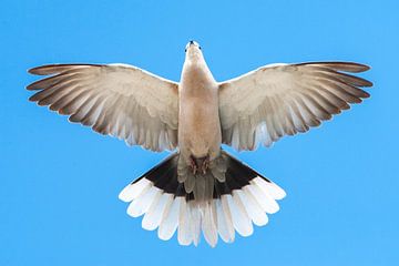 Eurasian Collared Dove, Streptopelia decaocto by Beschermingswerk voor aan uw muur