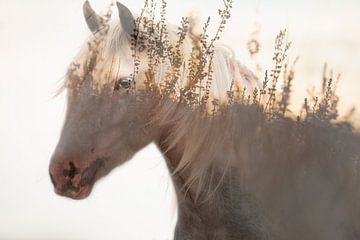 cheval de la nature sur Kim van Beveren