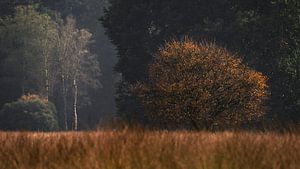 Die orangefarbenen Farben des Herbstes