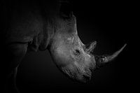 Head of a white rhino in black and white.