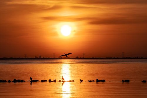 Sunset with cormorants above lake Gooimeer