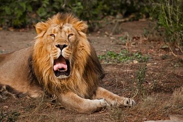 Gähnen, roter Mund und Zunge. Ein mächtiger männlicher Löwe mit einer schönen Mähne liegt eindrucksv