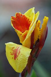 Cana in geel en oranje van Audrey Nijhof