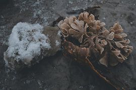 Zeewier in Winterijs van ReBlick