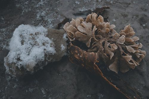 Seaweed in Winter Ice