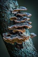 Paddenstoelen in de herfst