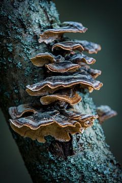 Les champignons en automne sur Jayzon Photo