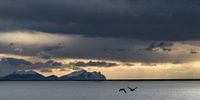 Geese flying past in the evening light to the Icelandic coast. von eusphotography Miniaturansicht