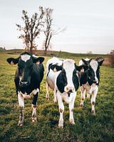 Cows in the meadow