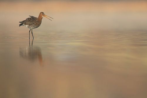 Grutto in ochtendlicht