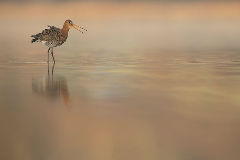 Grutto in ochtendlicht van Erik van Velden