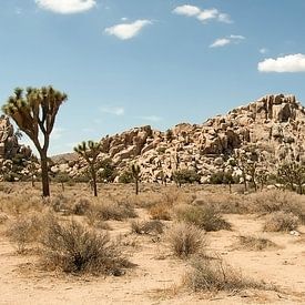 Joshua Tree National Park van Klaas Lauwers