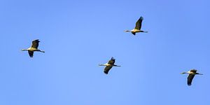 Kranichvögel oder Kraniche, die in der Luft fliegen