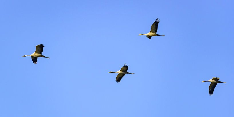 Crane birds or Common Cranes flying in mid air by Sjoerd van der Wal Photography