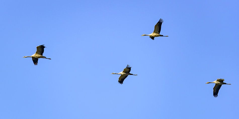 Kraanvogels vliegend in de lucht van Sjoerd van der Wal Fotografie op